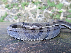 Xenodermus javanicus,Â also known as theÂ Dragon Snake,Â Javan Tubercle Snake,Â Javan Mudsnake, orÂ Rough-backed Litter Snake